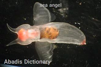 sea angel